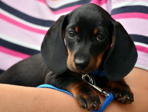 kategorie-hund