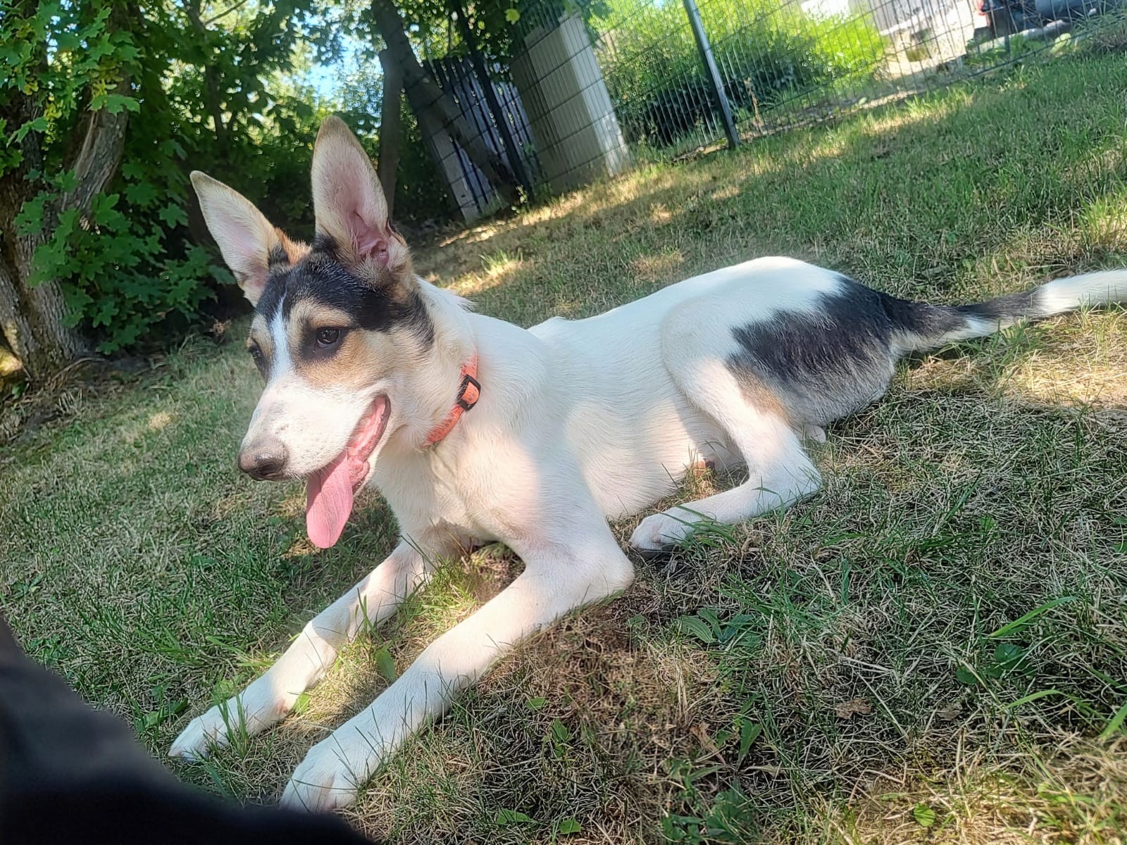 Laika – Tierheim Hof